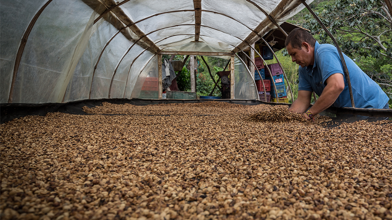El Rincon farmer, Don Manuel Vicente mixing coffee beans.